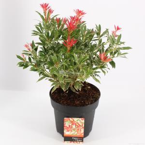 Rotsheide (Pieris “Flaming Silver”) heester - 30-40 cm (C4.5) - 9 stuks