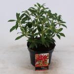 Rotsheide (Pieris “Forest Flame”) heester