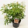 Rotsheide (Pieris “Forest Flame”) heester