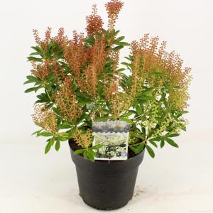 Rotsheide (Pieris Japonica “Debutante”) heester - 30-40 cm (C4.5) - 9 stuks