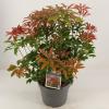 Rotsheide (Pieris Japonica “Mountain Fire”) heester