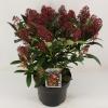 Skimmia (Skimmia Japonica “Rubella”) heester