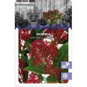 Skimmia (Skimmia Japonica “Rubella”) heester - 25-30 cm (C10) - 5 stuks
