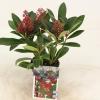 Skimmia (Skimmia Japonica “Rubella”) heester