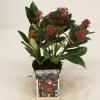 Skimmia (Skimmia Japonica “Rubella”) heester