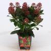 Skimmia (Skimmia Japonica “Rubella”) heester