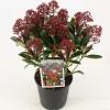 Skimmia (Skimmia Japonica “Rubella”) heester