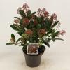 Skimmia (Skimmia Japonica “Rubella”) heester