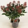 Skimmia (Skimmia Japonica “Rubella”) heester