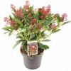 Skimmia (Skimmia Japonica “Rubella”) heester