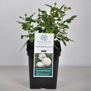 Engelse roos Tranquillity - C5 - 1 stuks