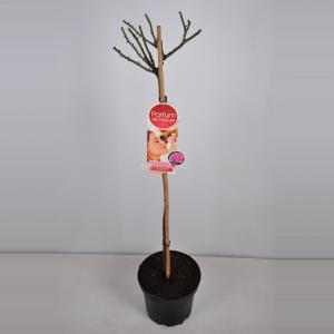 Rozen op stam Parfum de Nature Beverly - Op stam 90 cm - 1 stuks