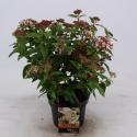 Sneeuwbal (Viburnum tinus) heester