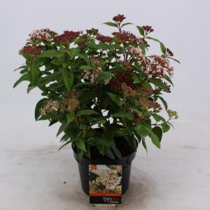 Sneeuwbal (Viburnum tinus) heester