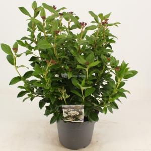 Sneeuwbal (Viburnum tinus) heester - 30-40 cm (C4.5) - 9 stuks