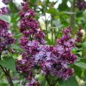 Sering (syringa vulgaris "Adelaide Dunbar") 