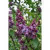 Sering (syringa vulgaris "Adelaide Dunbar") 