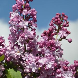 Sering op stam 85 cm (syringa vulgaris "Paul Deschanel") 