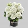 Hydrangea macrophylla "White"® boerenhortensia