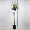 Dwergsering op stam 90 cm (syringa Bloomerang®''Dark Purple'')