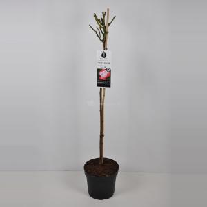 Rozen op stam Nostalgie - Op stam 90 cm - 1 stuks