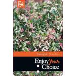 Hemelse bamboe (Nandina domestica “Twilight” PBR) heester