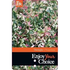 Hemelse bamboe (Nandina domestica “Twilight” PBR) heester - 25-30 cm - 6 stuks