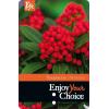 Skimmia (Skimmia Japonica “Temptation” PBR) heester