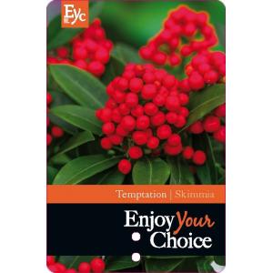 Skimmia (Skimmia Japonica “Temptation” PBR) heester - 15-20 cm (P13) - 8 stuks