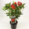 Skimmia (Skimmia Japonica “Temptation” PBR) heester