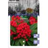 Skimmia (Skimmia Japonica “Temptation” PBR) heester