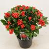 Skimmia (Skimmia Japonica “Temptation” PBR) heester