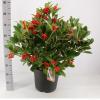 Skimmia (Skimmia Japonica “Temptation” PBR) heester