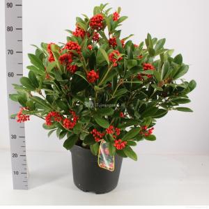 Skimmia (Skimmia Japonica “Temptation” PBR) heester - 60-80 cm (C15) - 2 stuks
