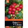 Vossenbes (Vaccinium Vitis-Idaea “Fireballs”®) heester