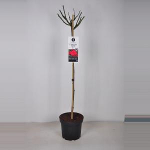 Rozen op stam Cherry Girl Kersrood - Stam 90 cm - 3 stuks