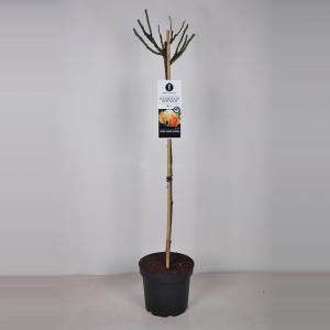 Rozen op stam Hansestadt Rostock Goudgeel - Stam 90 cm - 3 stuks