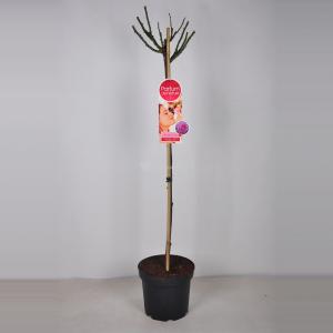 Rozen op stam Blackberry Nip Magenta paars - Stam 90 cm - 3 stuks