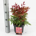 Hemelse bamboe (Nandina domestica “Obsessed”®) heester