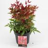 Hemelse bamboe (Nandina domestica “Obsessed”®) heester