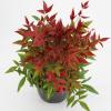 Hemelse bamboe (Nandina domestica “Obsessed”®) heester