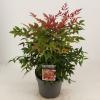 Hemelse bamboe (Nandina domestica “Obsessed”®) heester