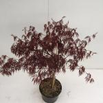 Japanse esdoorn (Acer palmatum "Inaba Shidare") heester