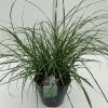 Prachtriet (Miscanthus sinensis "Little Zebra") siergras