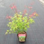 Japanse esdoorn (Acer palmatum "Phoenix") heester