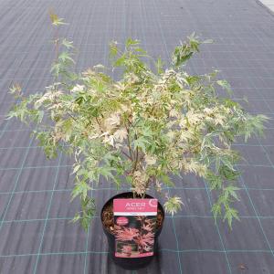 Japanse esdoorn (Acer palmatum "Taylor") heester