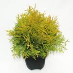 Westerse levensboom (Thuja occidentalis "Golden Globe") conifeer