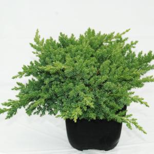 Kruipende jeneverbes (Juniperus procumbens "Nana") conifeer