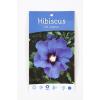 Hibiscus struik Oliseau Bleu
