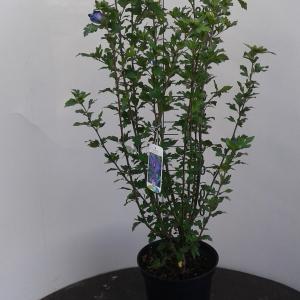 Hibiscus struik Marina - 80 - 100 cm - 5 stuks
